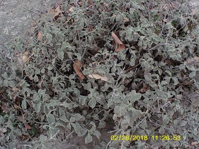 Cistus tauricus, photographed by Михаил Орлов