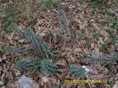 Euphorbia rigida, photographed by Михаил Орлов