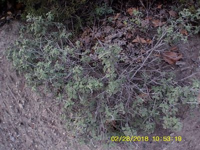 Cistus tauricus, photographed by Михаил Орлов