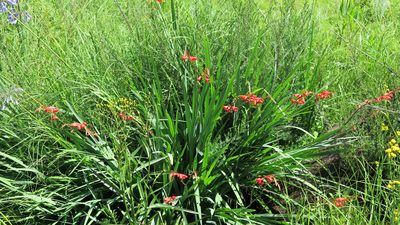 Crocosmia pottsii, photographed by Suvarna Parbhoo Mohan