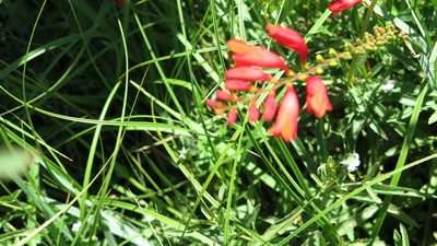 Crocosmia pottsii, photographed by Suvarna Parbhoo Mohan