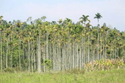 Areca catechu, photographed by Haneesh K M