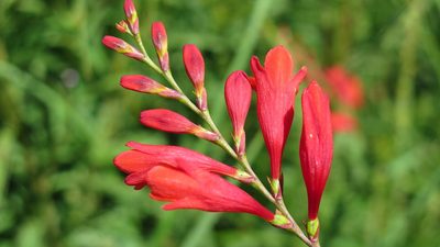 Crocosmia pottsii, photographed by Suvarna Parbhoo Mohan