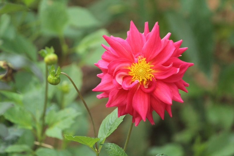 Dahlia pinnata, photographed by Haneesh K M