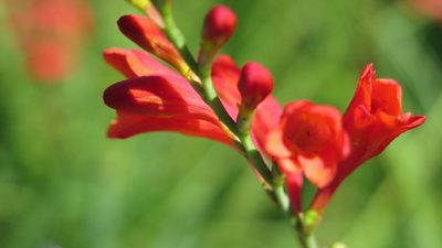 Crocosmia pottsii, photographed by Suvarna Parbhoo Mohan