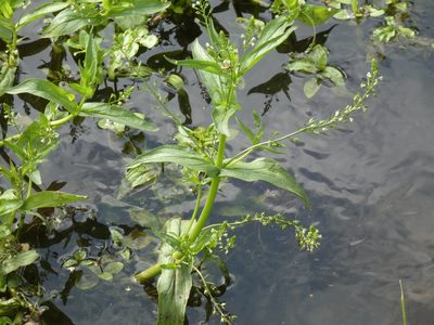 Veronica catenata, photographed by Jean-Paul Boerekamps