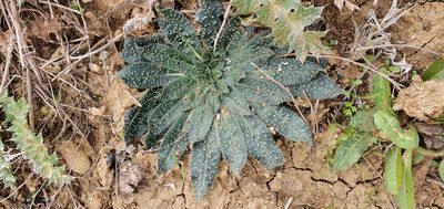 Echium asperrimum, photographed by Mehdi Chetibi