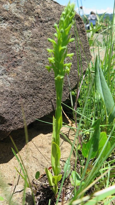 Habenaria pseudociliosa, photographed by Suvarna Parbhoo Mohan