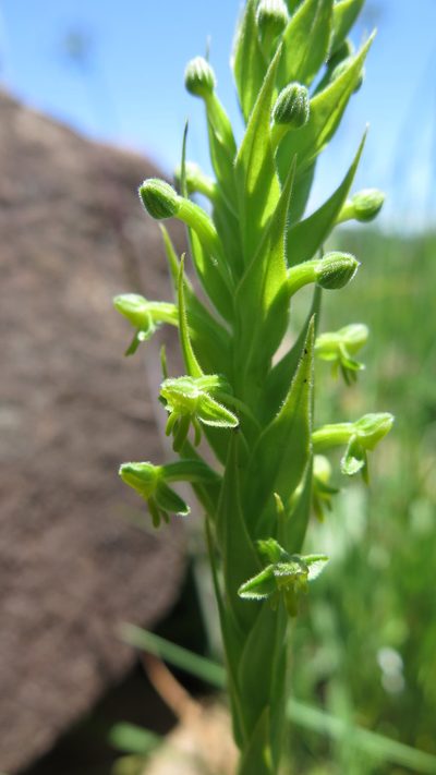 Habenaria pseudociliosa, photographed by Suvarna Parbhoo Mohan
