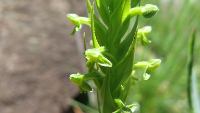 Habenaria pseudociliosa, photographed by Suvarna Parbhoo Mohan