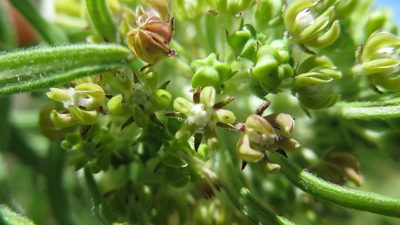 Schizoglossum bidens, photographed by Suvarna Parbhoo Mohan