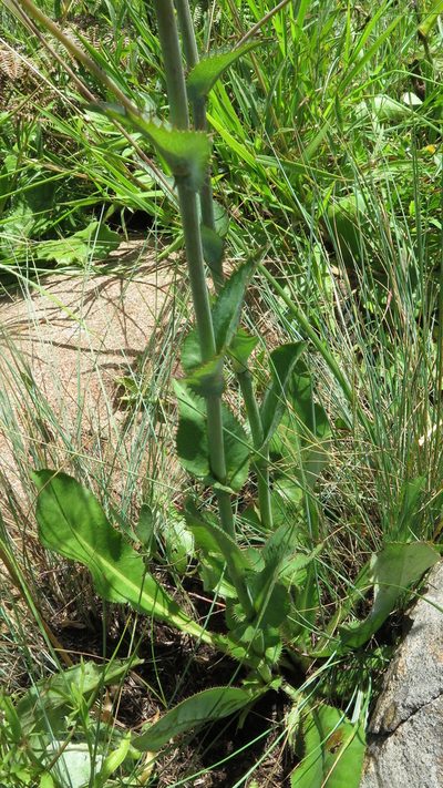 Alepidea woodii, photographed by Suvarna Parbhoo Mohan