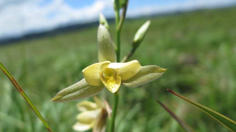 Eulophia ovalis, photographed by Suvarna Parbhoo Mohan
