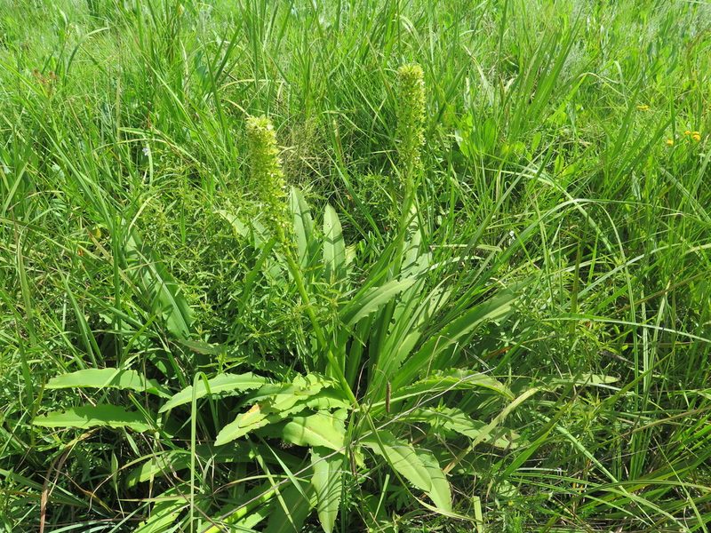 Eucomis pallidiflora, photographed by Suvarna Parbhoo Mohan