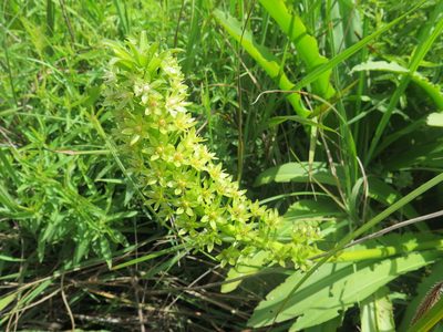Eucomis pallidiflora, photographed by Suvarna Parbhoo Mohan