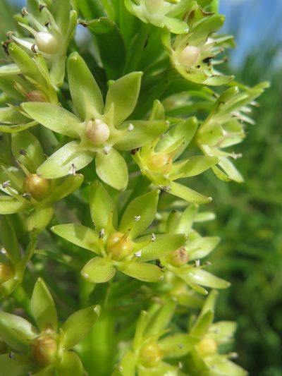 Eucomis pallidiflora, photographed by Suvarna Parbhoo Mohan