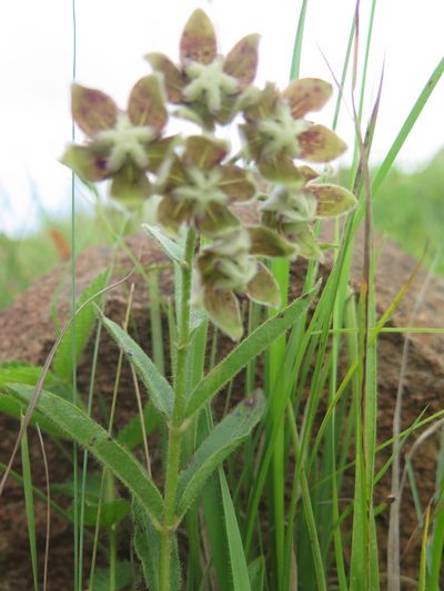 Asclepias cultriformis, photographed by Suvarna Parbhoo Mohan