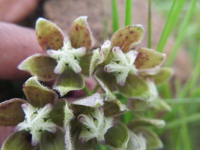 Asclepias cultriformis, photographed by Suvarna Parbhoo Mohan