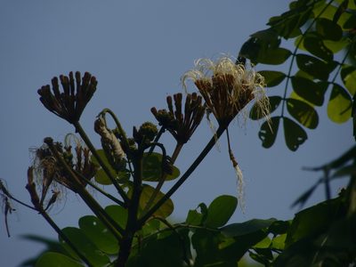 Hydrochorea leucocalyx, photographed by Alexis López Hernández