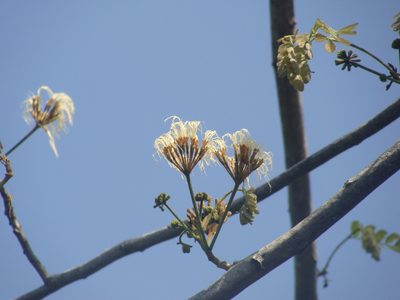 Hydrochorea leucocalyx, photographed by Alexis López Hernández