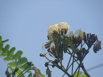 Hydrochorea leucocalyx, photographed by Alexis López Hernández