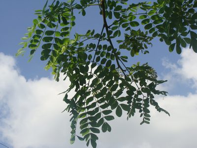 Hydrochorea leucocalyx, photographed by Alexis López Hernández