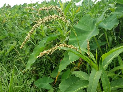 Persicaria glabra, photographed by Jody Shugart
