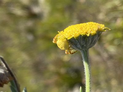 Schistostephium umbellatum, photographed by Dave U