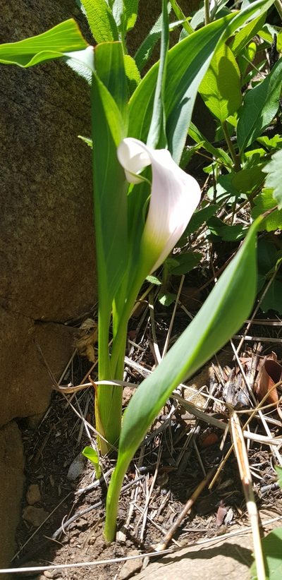 Zantedeschia rehmannii, photographed by Suvarna Parbhoo Mohan
