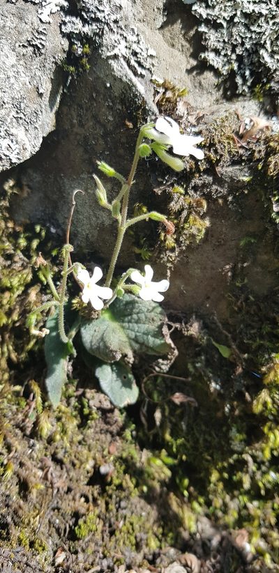 Streptocarpus pentherianus, photographed by Suvarna Parbhoo Mohan