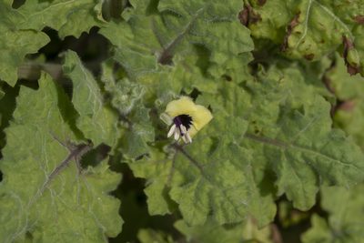 Hyoscyamus aureus, photographed by Eleftherios Katsillis