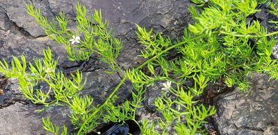 Asparagus ramosissimus, photographed by Suvarna Parbhoo Mohan