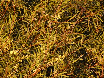 Acacia provincialis, photographed by Duarte Frade