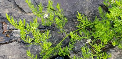 Asparagus ramosissimus, photographed by Suvarna Parbhoo Mohan
