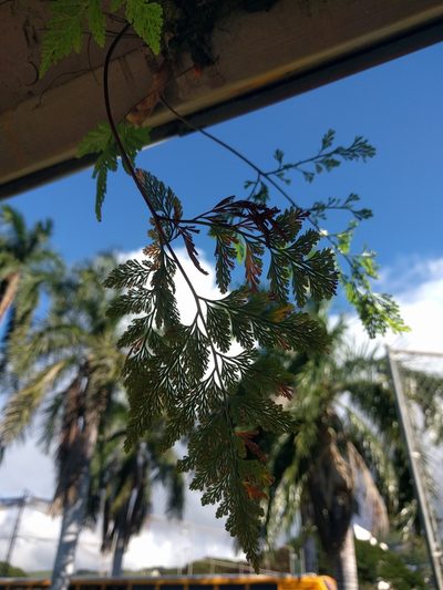 Davallia fejeensis, photographed by Kevin Faccenda