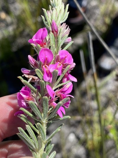 Indigofera rhodantha, photographed by Dave U