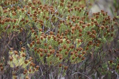Oedera uniflora, photographed by Tony Rebelo