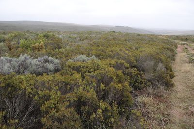 Oedera uniflora, photographed by Tony Rebelo