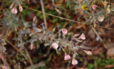 Aspalathus alpestris, photographed by Tony Rebelo