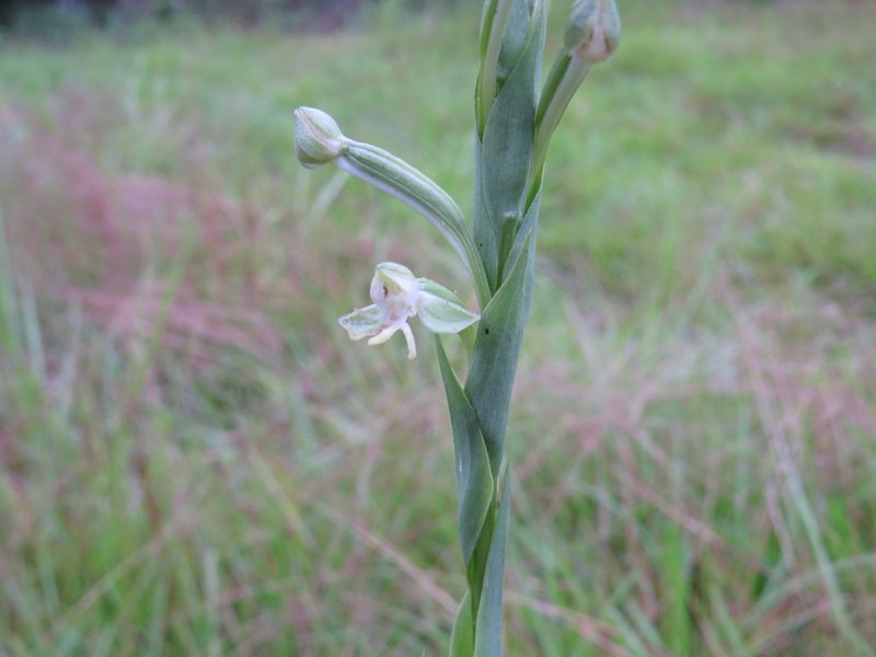 Habenaria longipedicellata, photographed by Yves Bas