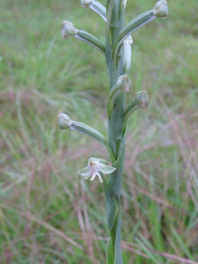 Habenaria longipedicellata, photographed by Yves Bas