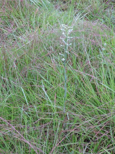 Habenaria longipedicellata, photographed by Yves Bas