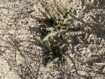 Phacelia integrifolia, photographed by CK2AZ