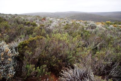 Oedera uniflora, photographed by Tony Rebelo