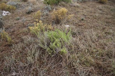 Asparagus suaveolens, photographed by Tony Rebelo