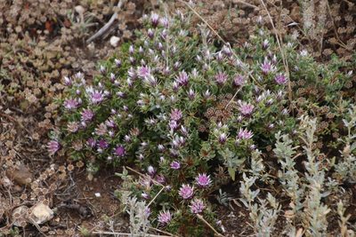 Macledium spinosum, photographed by Tony Rebelo