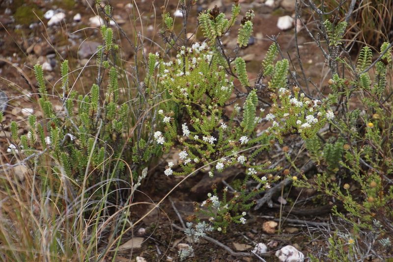 Selago ramosissima, photographed by Tony Rebelo