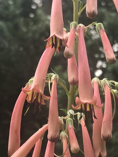 Phygelius aequalis, photographed by Tam