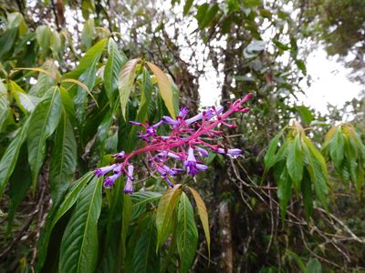 Palicourea angustifolia, photographed by Álvaro Rivas Godin