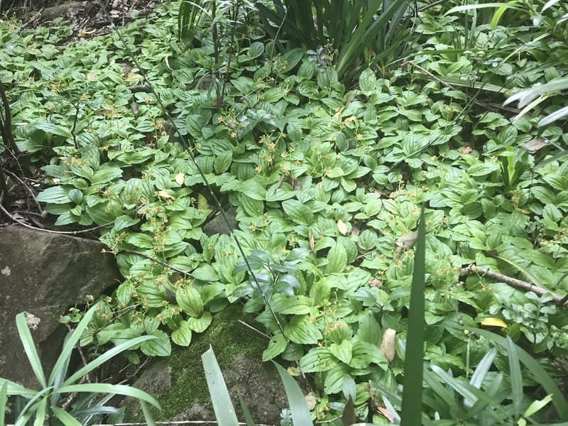Liparis bowkeri, photographed by Tam